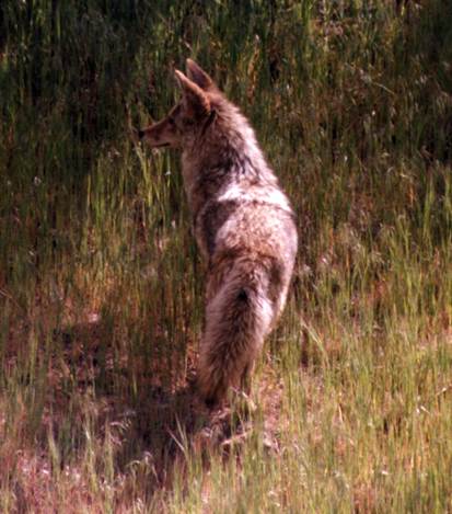 Description: C:\Users\John\Desktop\My Web Sites\images\Scanned Pictures\Utah\coyote.jpg