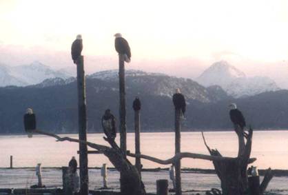 Description: C:\Users\John\Desktop\My Web Sites\images\Scanned Pictures\Alaska\EAGLES1.JPG