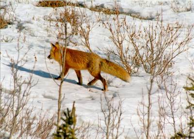 Description: C:\Users\John\Desktop\My Web Sites\images\Scanned Pictures\animals\artic fox alaska.jpg