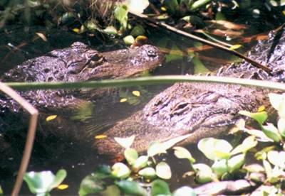 Description: C:\Users\John\Desktop\My Web Sites\images\Scanned Pictures\Florida\GATOR.JPG