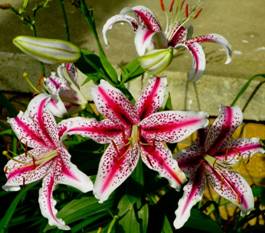 Description: C:\Users\John\Desktop\My Web Sites\images\2010\Lilly's of Front Yard 7082010\11.jpg