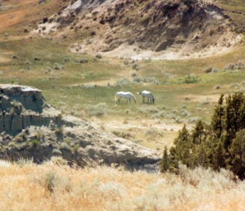 Description: C:\Users\John\Desktop\My Web Sites\images\Scanned Pictures\North Dakota\58 wild horses.jpg