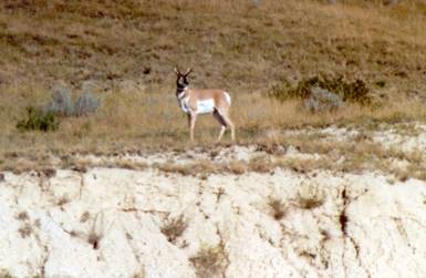 Description: C:\Users\John\Desktop\My Web Sites\images\Scanned Pictures\North Dakota\61 ant.jpg