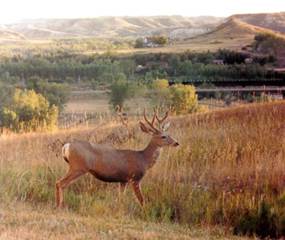 Description: C:\Users\John\Desktop\My Web Sites\images\Scanned Pictures\North Dakota\62 deer.jpg