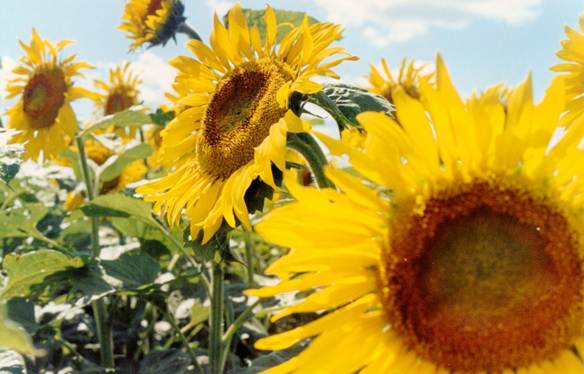 Description: C:\Users\John\Desktop\My Web Sites\images\Scanned Pictures\North Dakota\54sunflowers.jpg