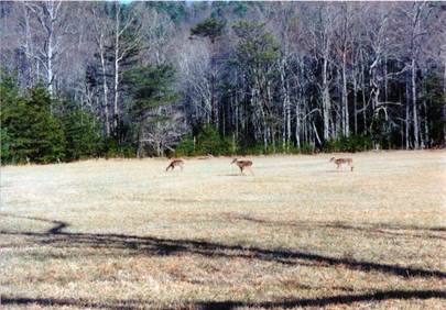 Description: C:\Users\John\Desktop\My Web Sites\images\Scanned Pictures\animals\cadescovetenndeer2.jpg