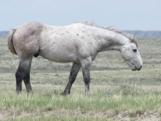 Description: C:\Users\John\Desktop\Trip 46\trip46\june 12  from yellowstone\IMG_1587.JPG