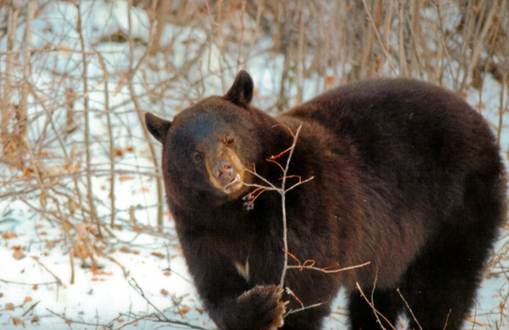 Description: C:\Users\John\Desktop\My Web Sites\images\Scanned Pictures\canada\riding mt np bear2.jpg