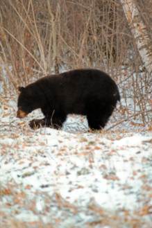 Description: C:\Users\John\Desktop\My Web Sites\images\Scanned Pictures\canada\riding mt np bear1.jpg