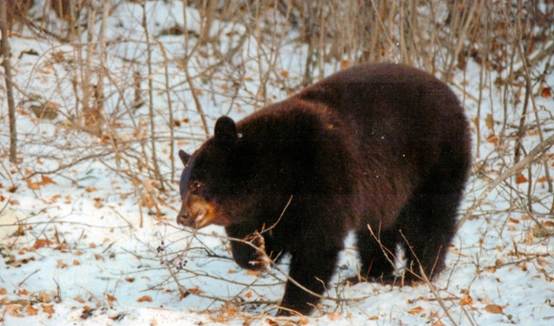 Description: C:\Users\John\Desktop\My Web Sites\images\Scanned Pictures\canada\riding mt np bear5.jpg